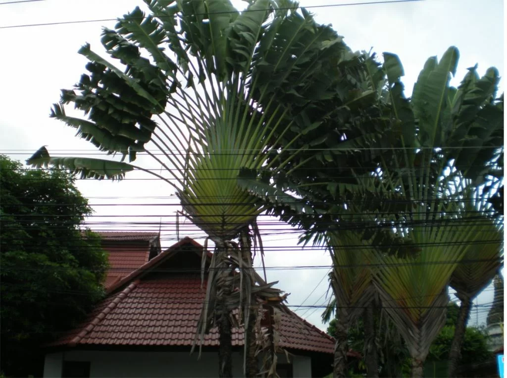 chiang mai 2011 224.webp