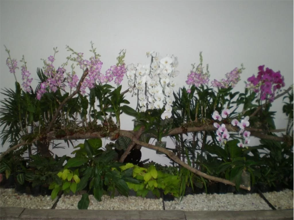 chiang mai 2011 258.webp