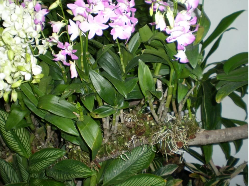 chiang mai 2011 260.webp