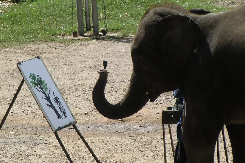 CIMG6351 [800x600].webp