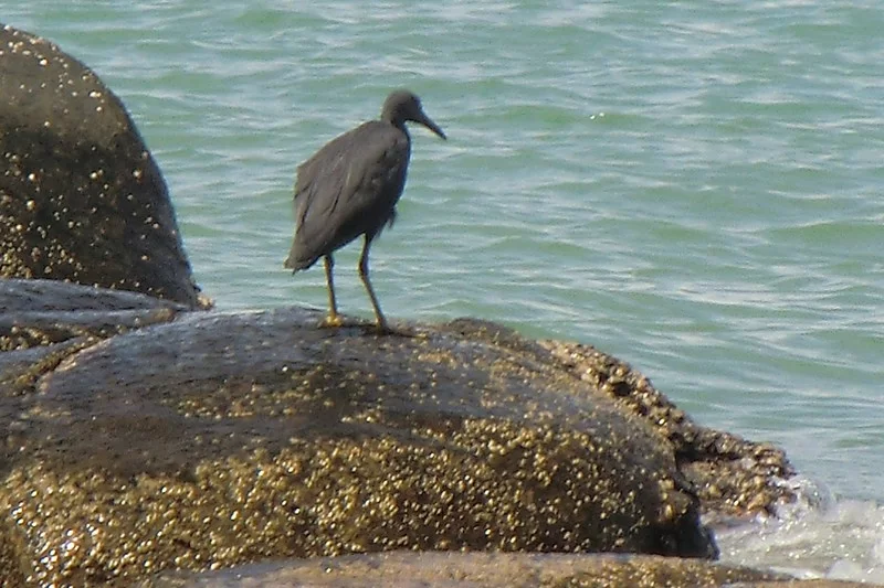 CIMG7041 [800x600].webp