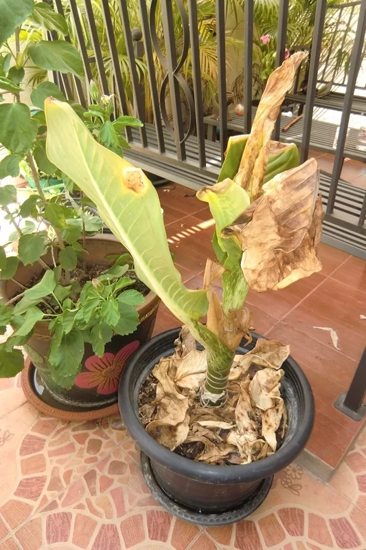 CIMG8051 [800x600].webp