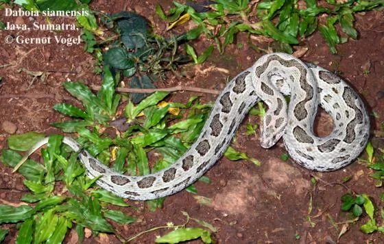 Daboia-siamensis-03000038695_01.webp
