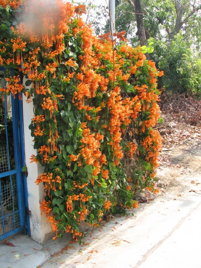 Diverse Kantalak insekt 061.webp