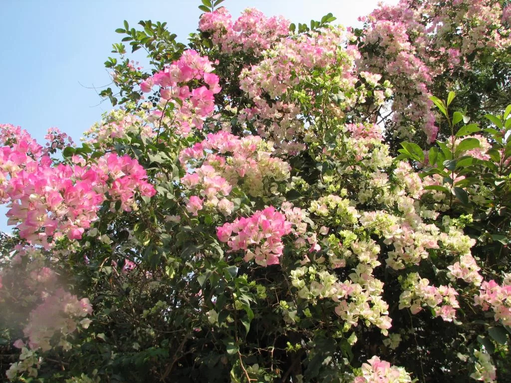 Diverse Kantalak insekt 067.webp