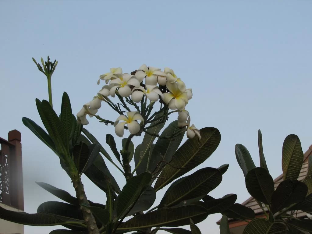 Diverse Kantalak insekt 084.webp