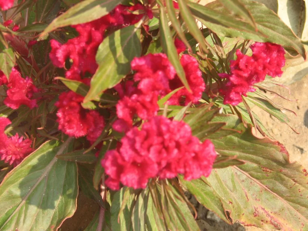 Diverse Kantalak insekt 145.webp