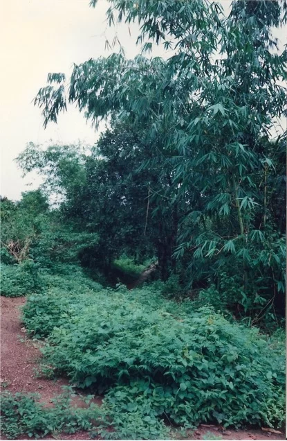 En grop är gömd.webp