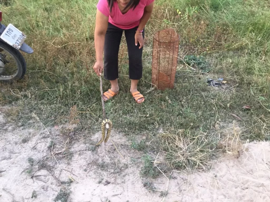 fältägaren med snok.webp