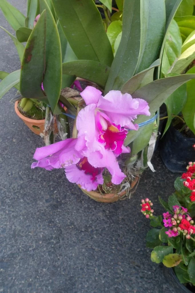 Filling, puppy 001.webp