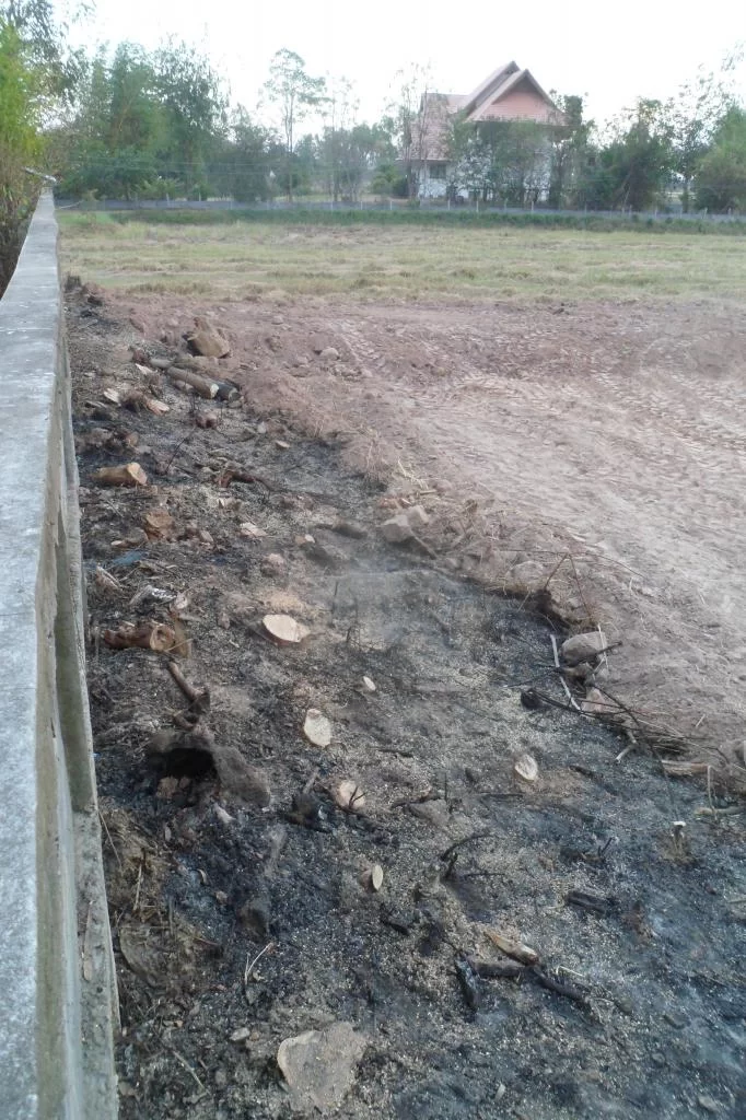 Filling, puppy 037.webp