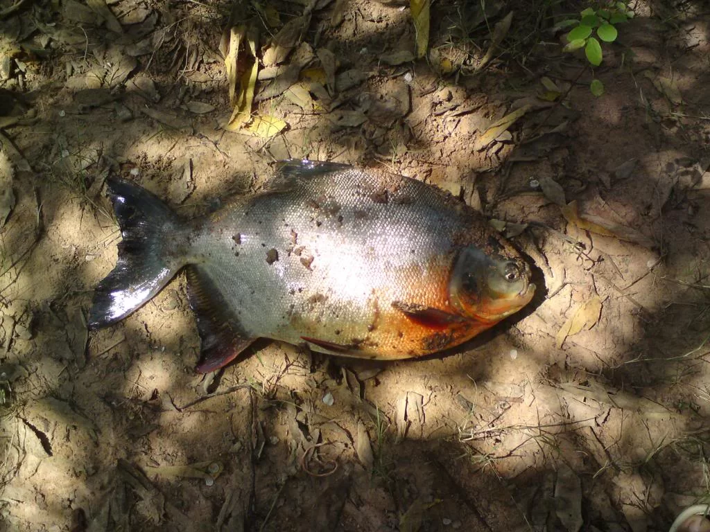 Fiskarns fångst.webp