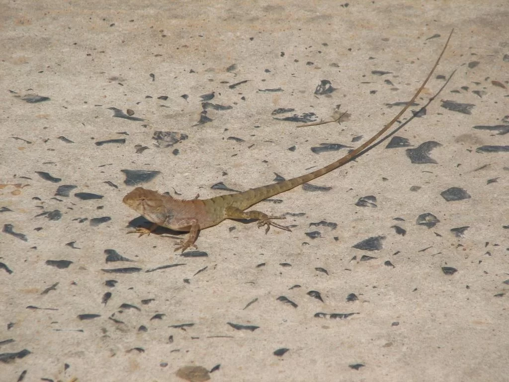 Flow Lizzard 313.webp