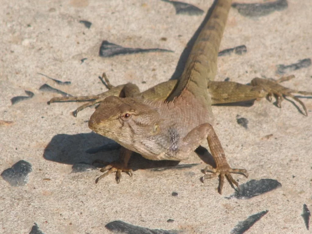 Flow Lizzard 317.webp