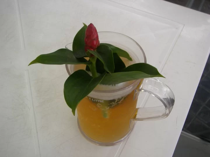 Flower Power Singha.webp