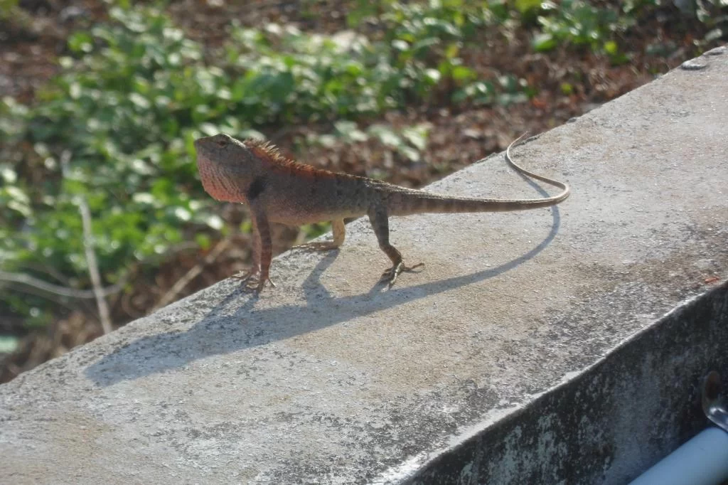 Gålö April 2013 280.webp