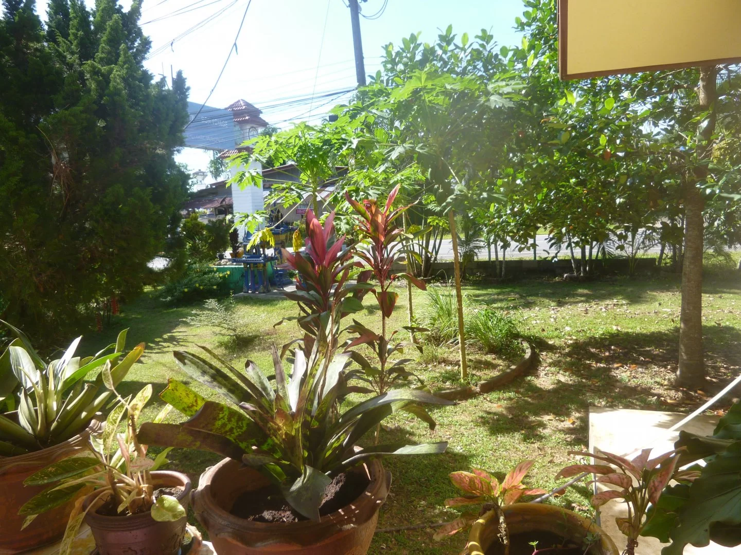 garden (4).webp