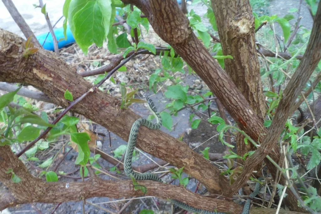 Golden tree snake 008.webp