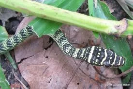 Golden Tree Snake.webp