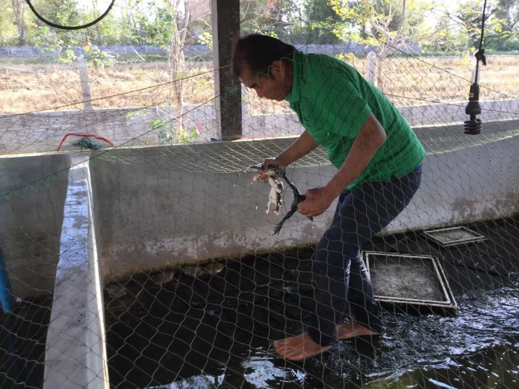 grodsortering 2.webp