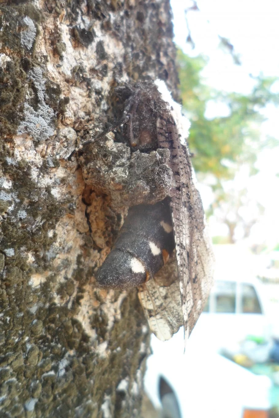 Husnedtagning 091.webp