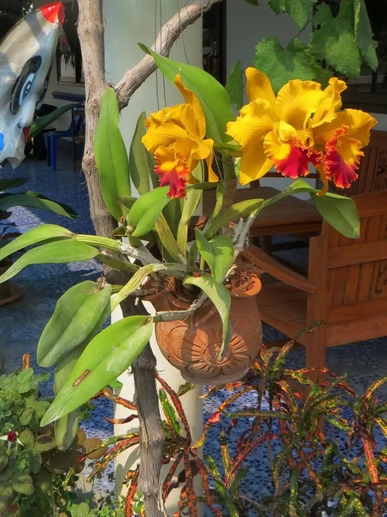 IMG_0213 Gulrod orchid.webp