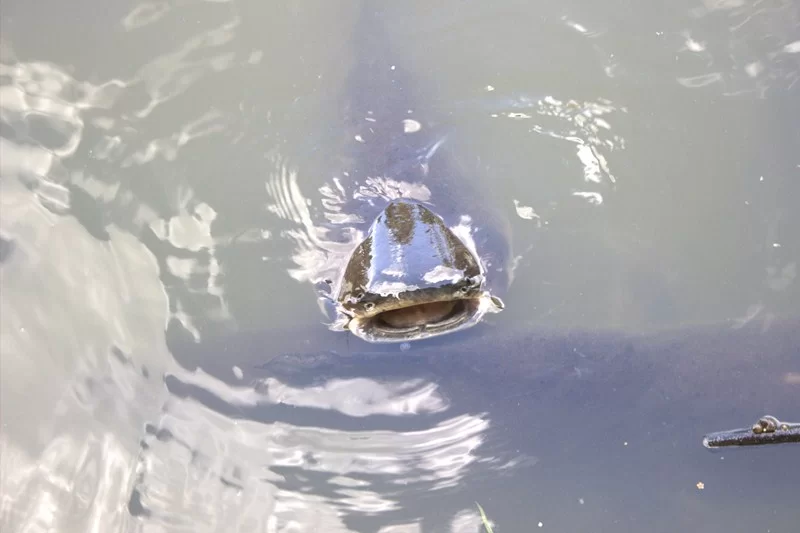 IMG_0234 [800x600].webp