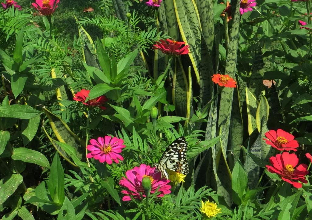 IMG_0390 butterfly.webp