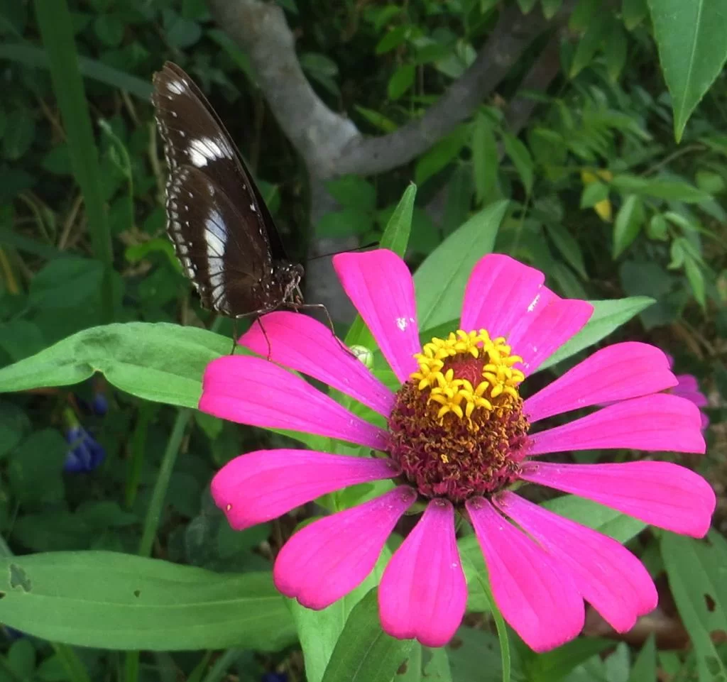 IMG_0436Butterfly near.webp