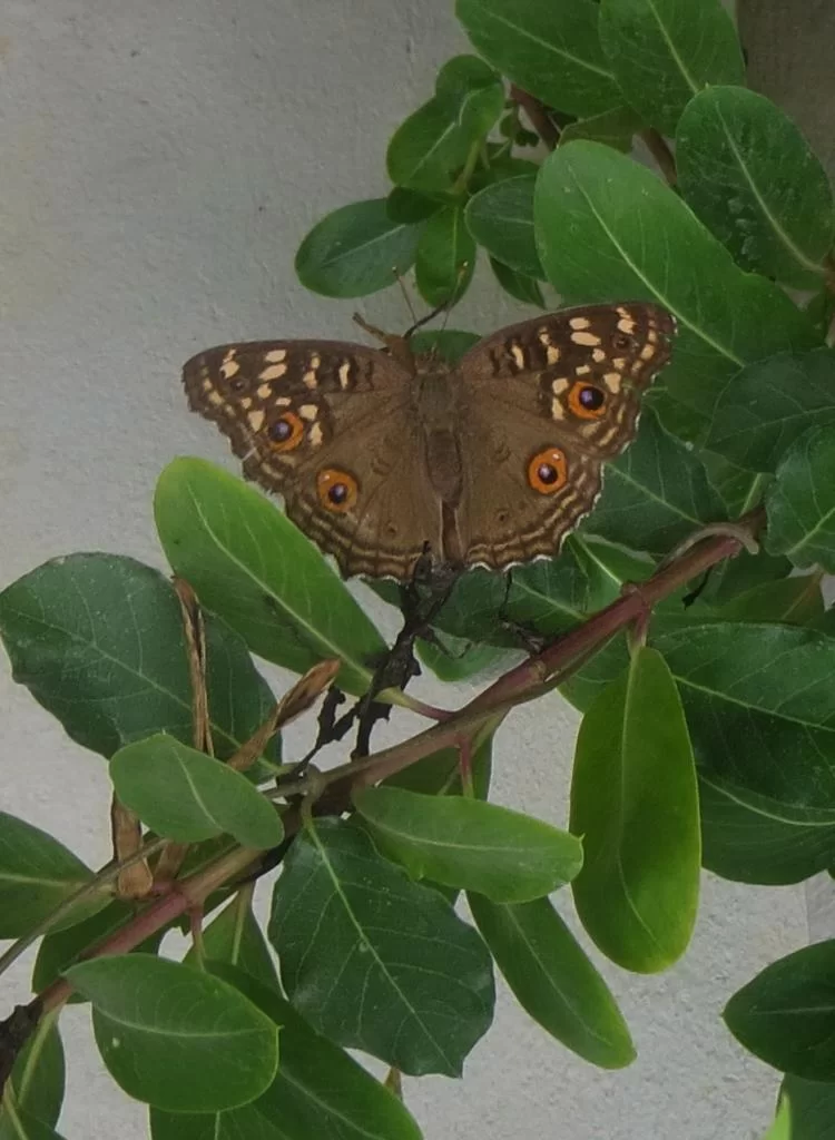 IMG_0492Brown butterfly.webp