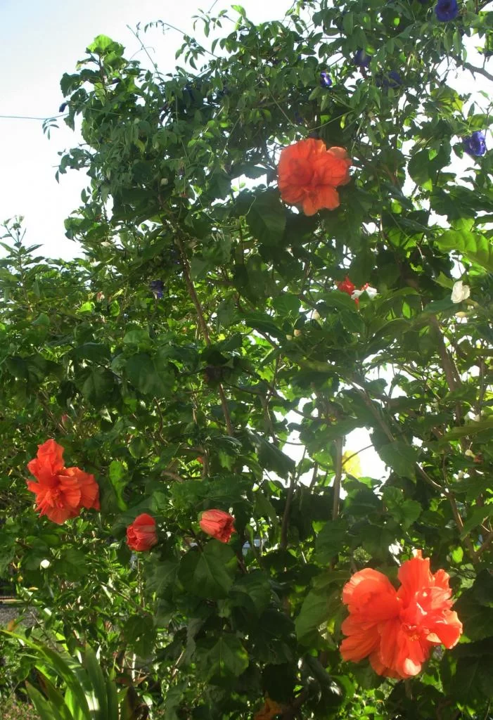 IMG_2763 Hibiskus.webp