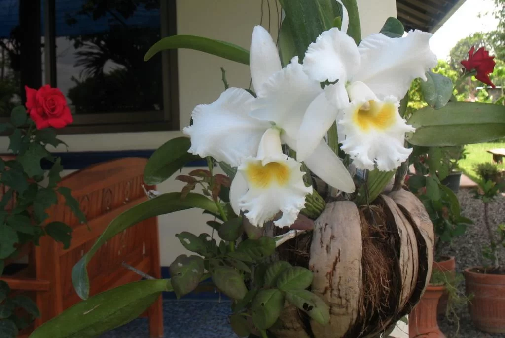 IMG_2771 White orchid.webp