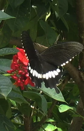 IMG_2777 Svartvit near.webp