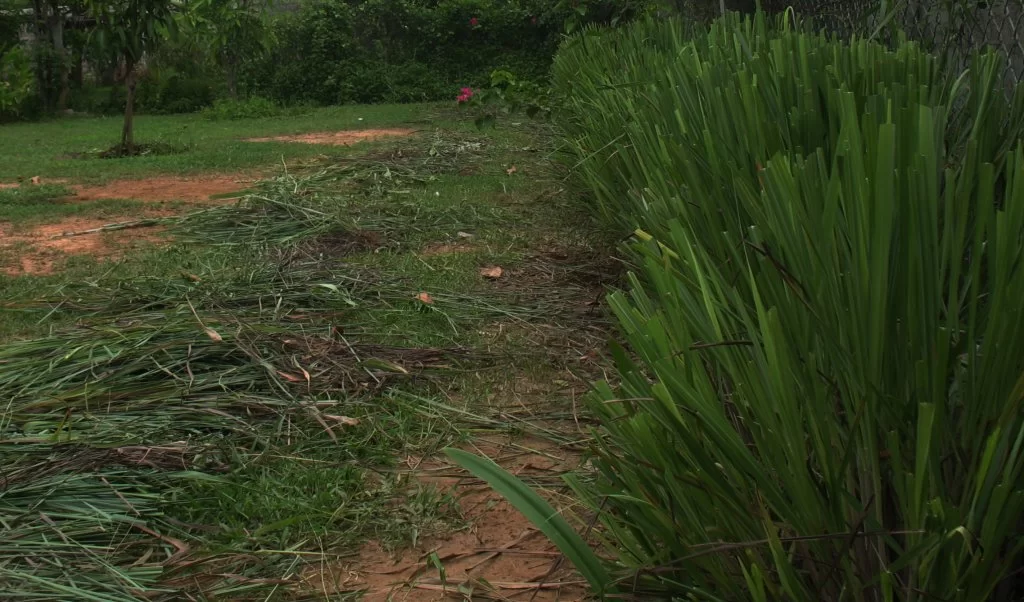 IMG_2944 Lemongras.webp