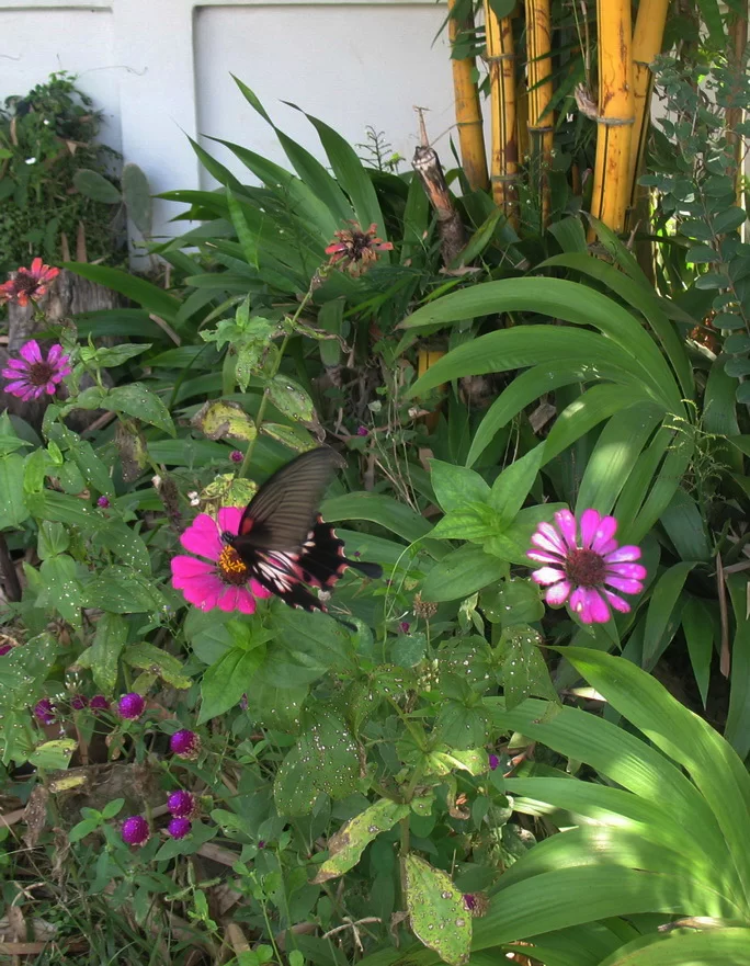 IMG_3173 Butterfly.webp