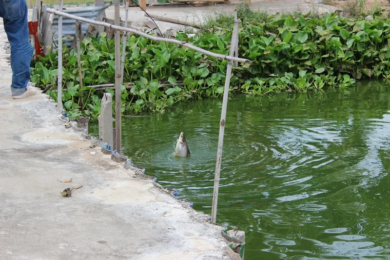 IMG_3561 [800x600].webp