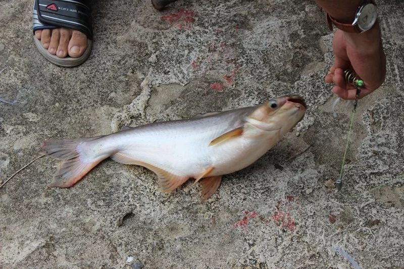 IMG_3565 [800x600].webp