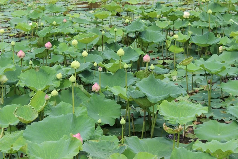 IMG_3575 [800x600].webp