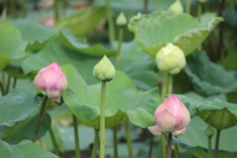 IMG_3578 [800x600].webp