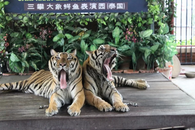 IMG_4162 [800x600].webp