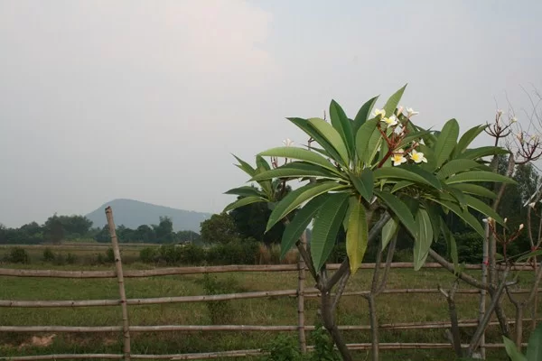 IMG_4238 [800x600].webp