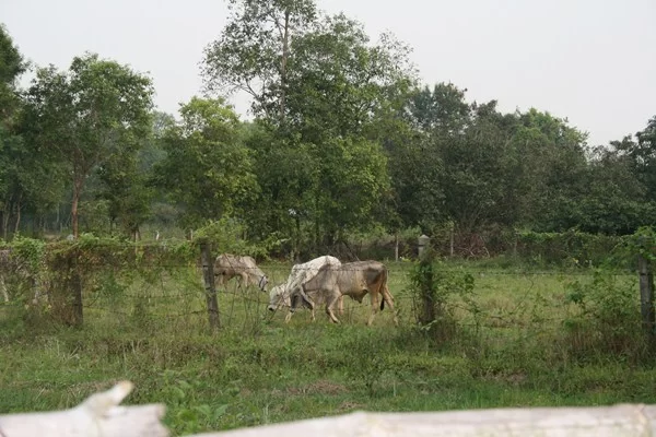 IMG_4241 [800x600].webp