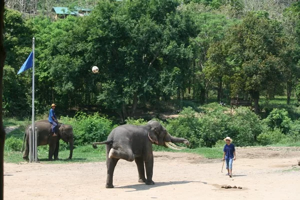 IMG_4382 [800x600].webp