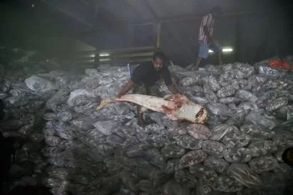 INDONESIA-SEAFOOD-FROM-SLAVES.JPEG-0C4EC.webp