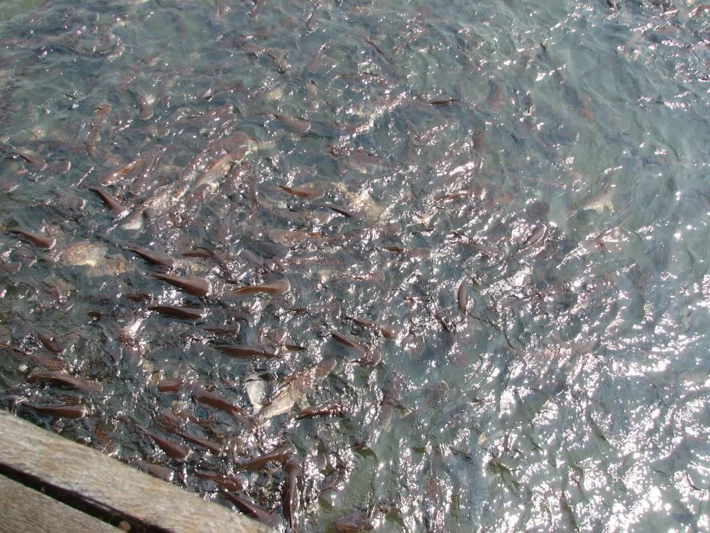 Inflyttning 079.webp