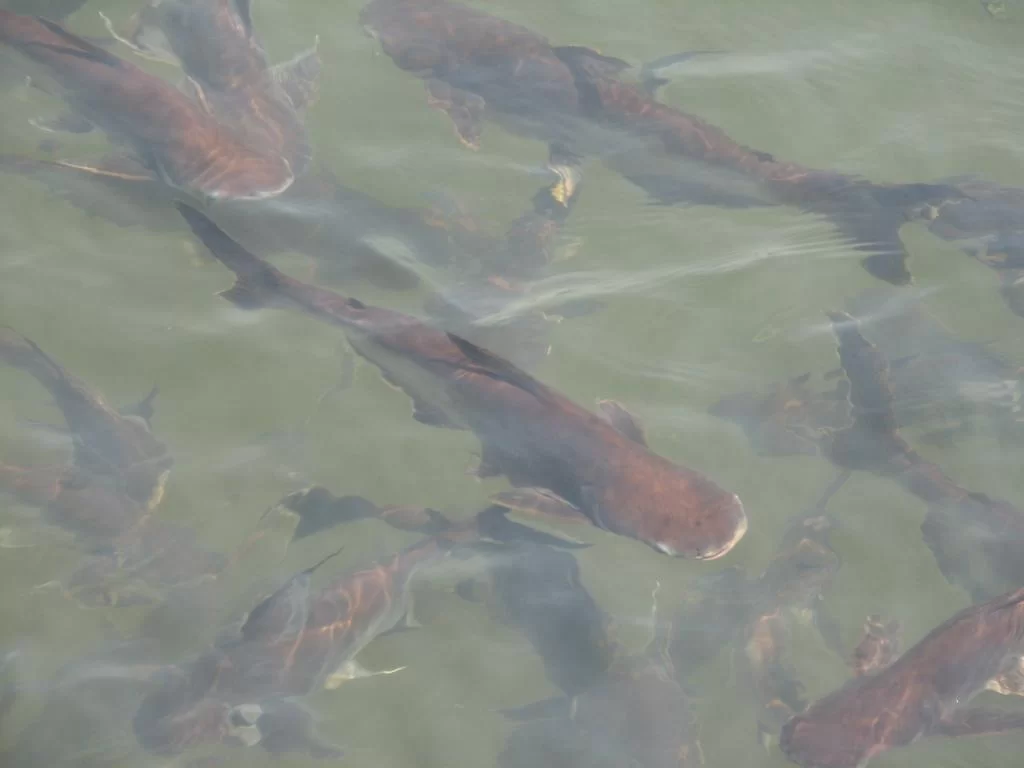 Inflyttning 100.webp