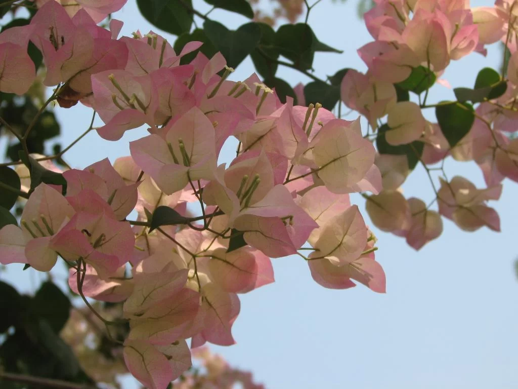 Inflyttning 126.webp