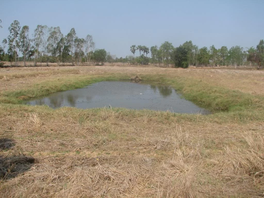 insekt, limofirma 004.webp