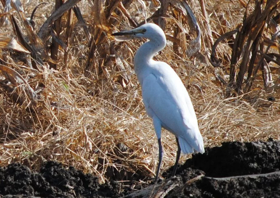 Intermediate egret.webp
