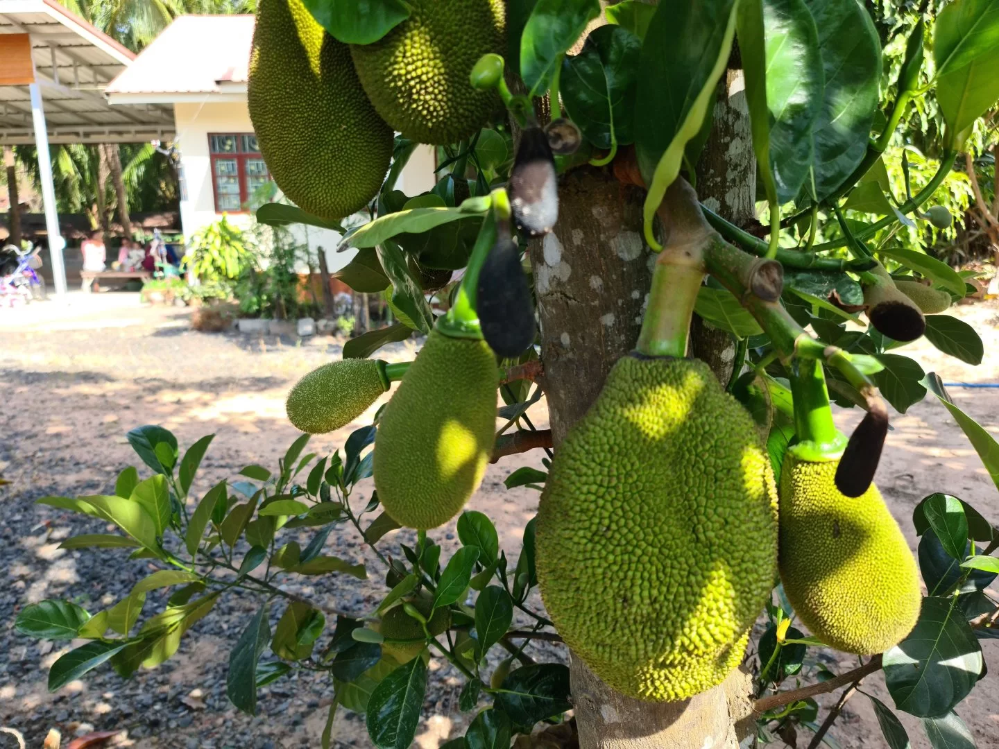 Jack fruit.jpg